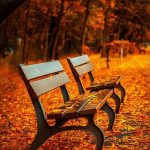 Autumn leaves and bench