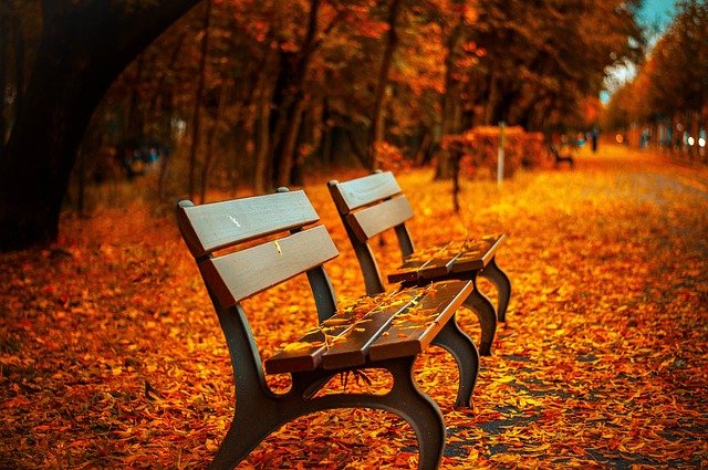 Autumn leaves and bench