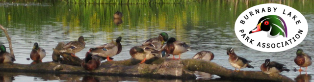copy-copy-cropped-cropped-blpa_wp_header-ducks2cropped-rt-copy1